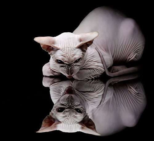 活塞灵魂穿越二十年,恩比德化身怒吼天尊谱写新蓝领传奇